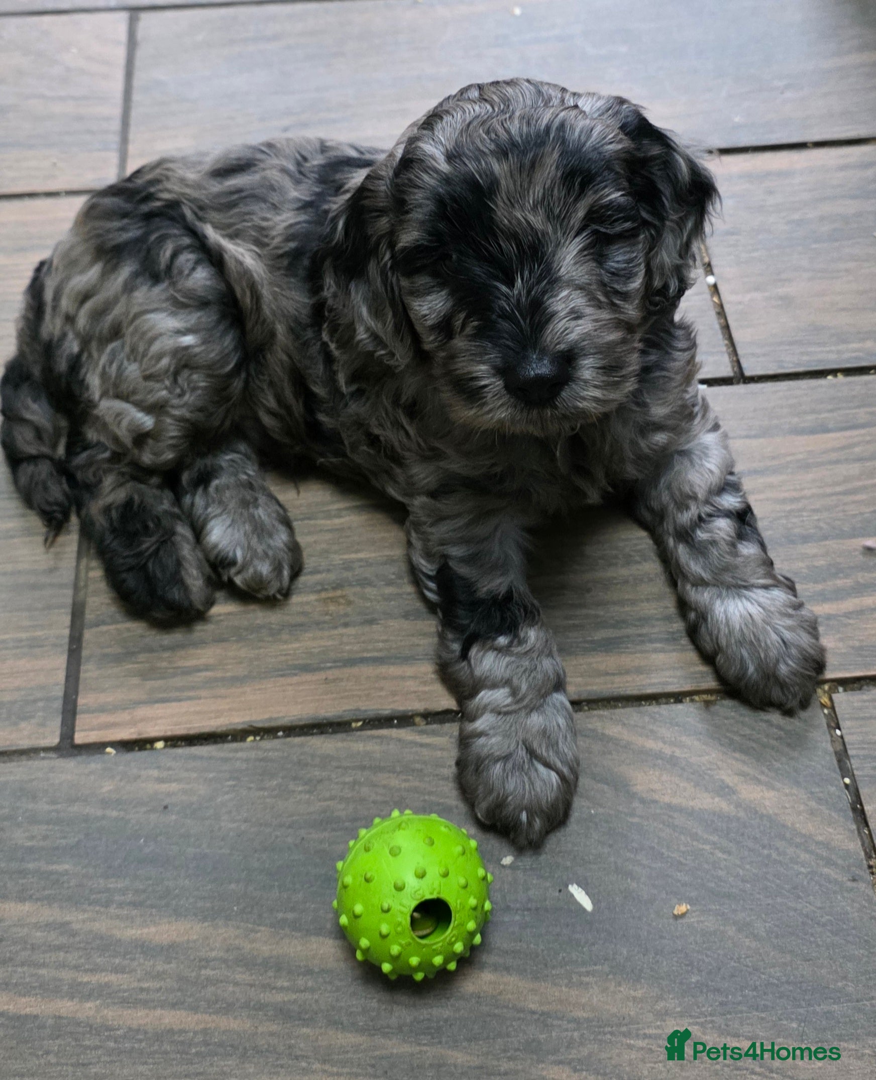 Cockapoo dogs for sale: Vet Health checked Cockapoo Puppies - Advert 21