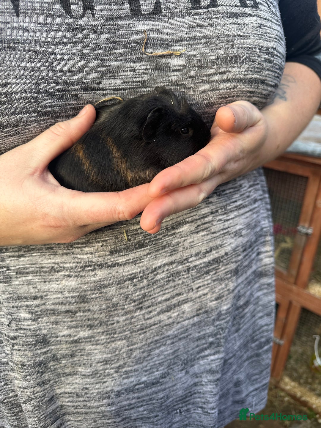 Guinea Pig rodents for sale: Male guinea pigs  - Image 5