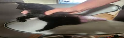 Mixed Breed cats for sale: Kitten - Advert 9