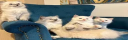 Siberian cats for sale: Save and check for next litter.  Siberian - Advert 11