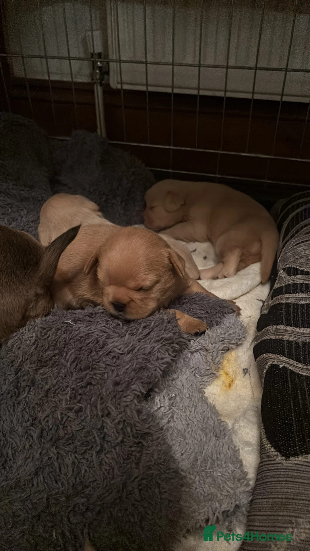 Mixed Breed dogs for sale: Floodles - Advert 23