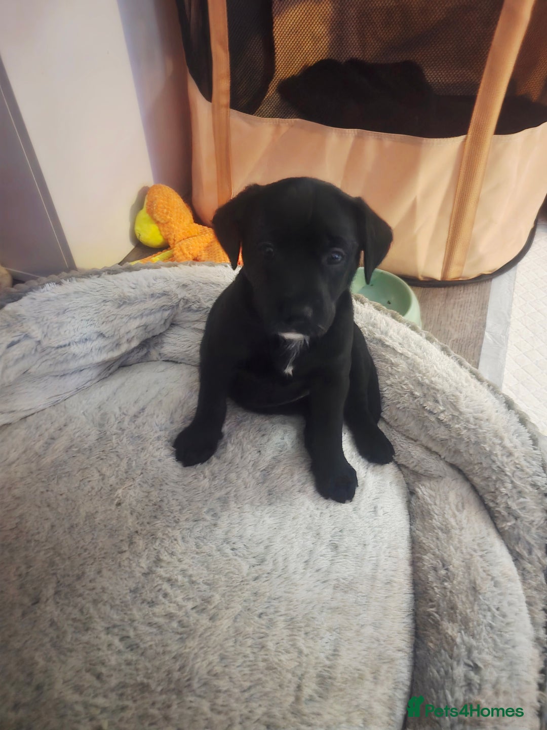 Mixed Breed dogs for sale: Husky Alaskan Golden Retriver   labrador mix pupps - Advert 7