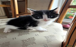 Mixed Breed cats for sale: 5 Adorable Kittens Ready for New Homes 🐾 - Image 18