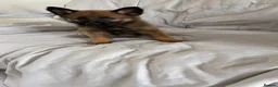 German Shepherd dogs for sale: German shepherd puppies in Fakenham - Advert 3