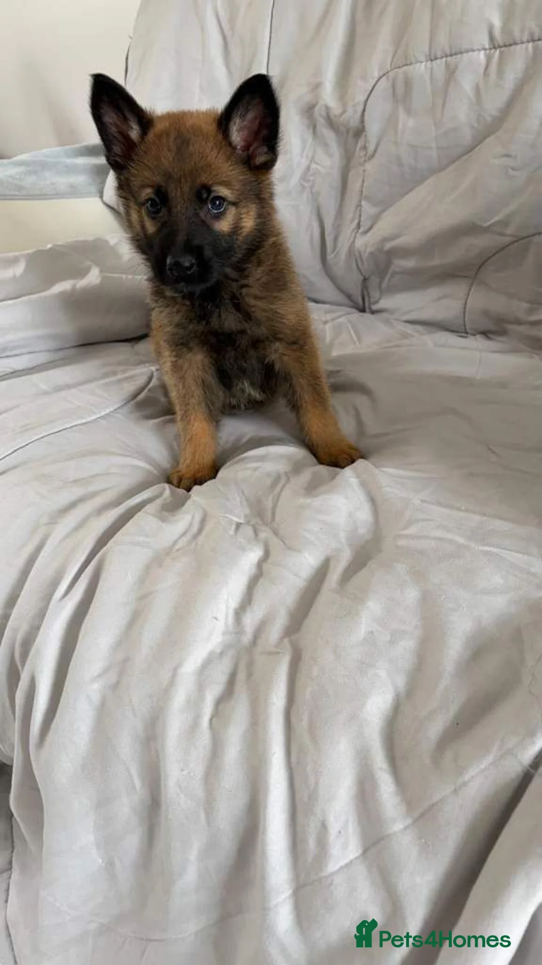 German Shepherd dogs for sale: German shepherd puppies in Fakenham - Advert 3