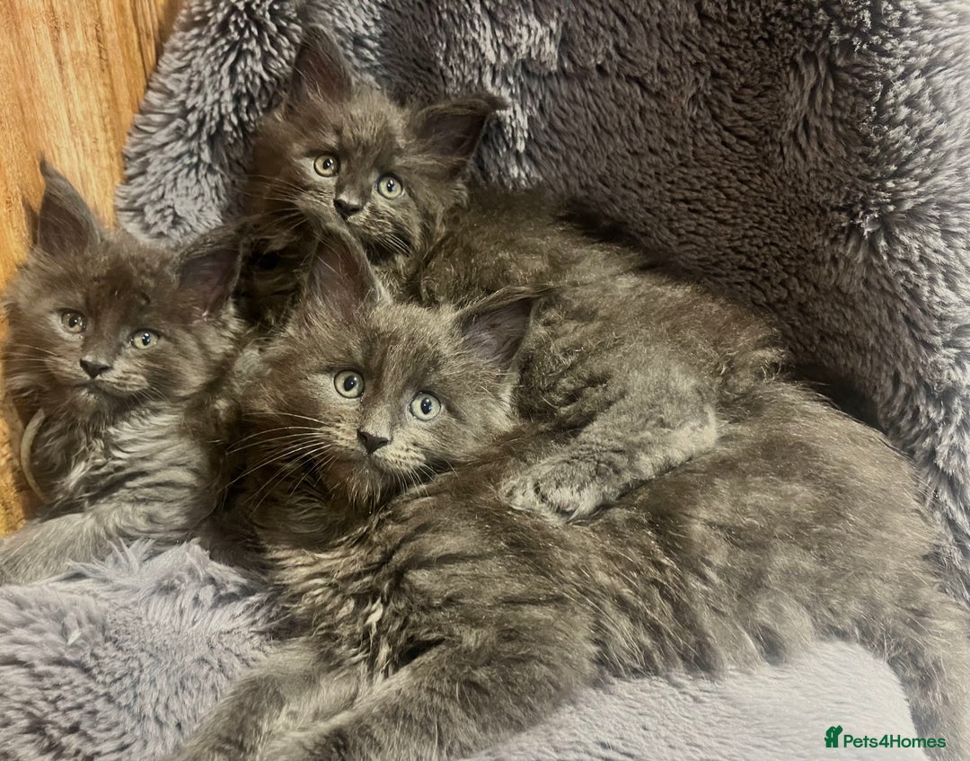 Maine Coon cats for sale: STUNNING MAINE COON KITTENS BLUE SMOKE (tica reg ) - Image 6