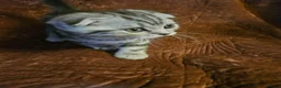 Mixed Breed cats for sale: BEAUTIFUL SCOTTISH FOLD X BRITISH SHORTHAIR - Advert 3