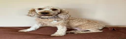 Cockapoo dogs for adoption: Beautiful Soul looking for her forever home  - Advert 1