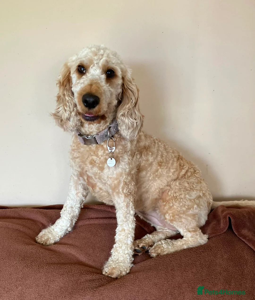 Cockapoo dogs for adoption: Beautiful Soul looking for her forever home  - Advert 1