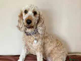 Cockapoo dogs Beautiful Soul looking for her forever home - Advert 1