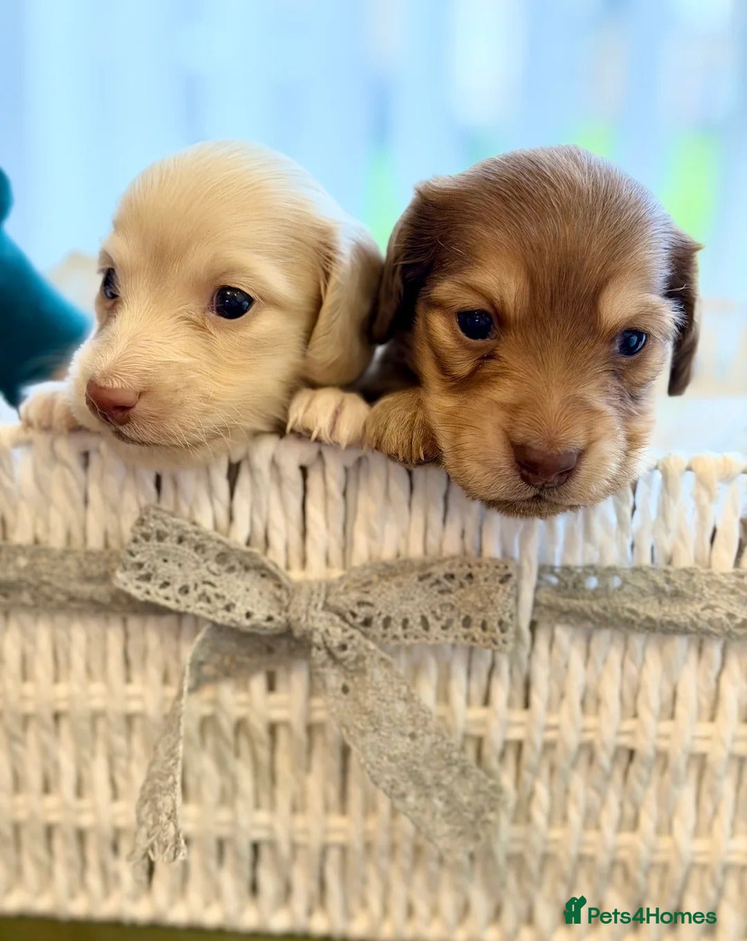Miniature Dachshund dogs Beautiful Cream LongHaired Miniature Dachshund Pus - Advert 1