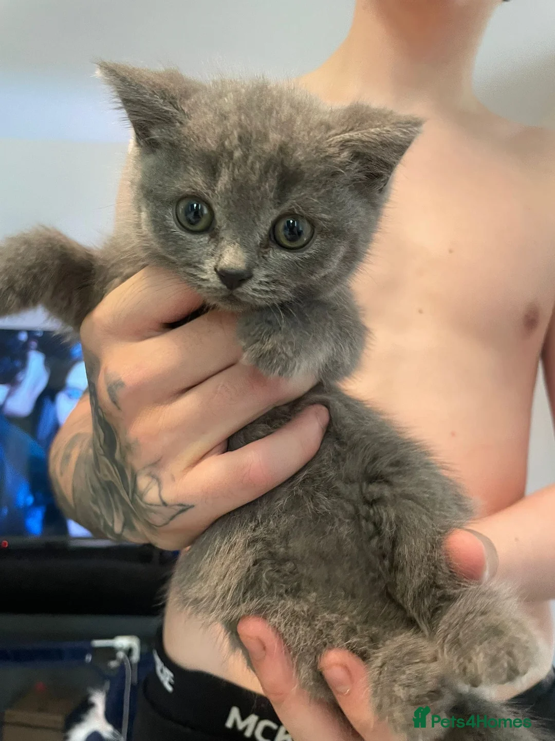British Shorthair cats for sale:  Beautiful British Shorthairs For Sale. in Tamworth - Advert 14