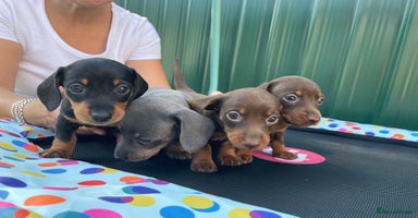 Dachshund dogs - Advert 2