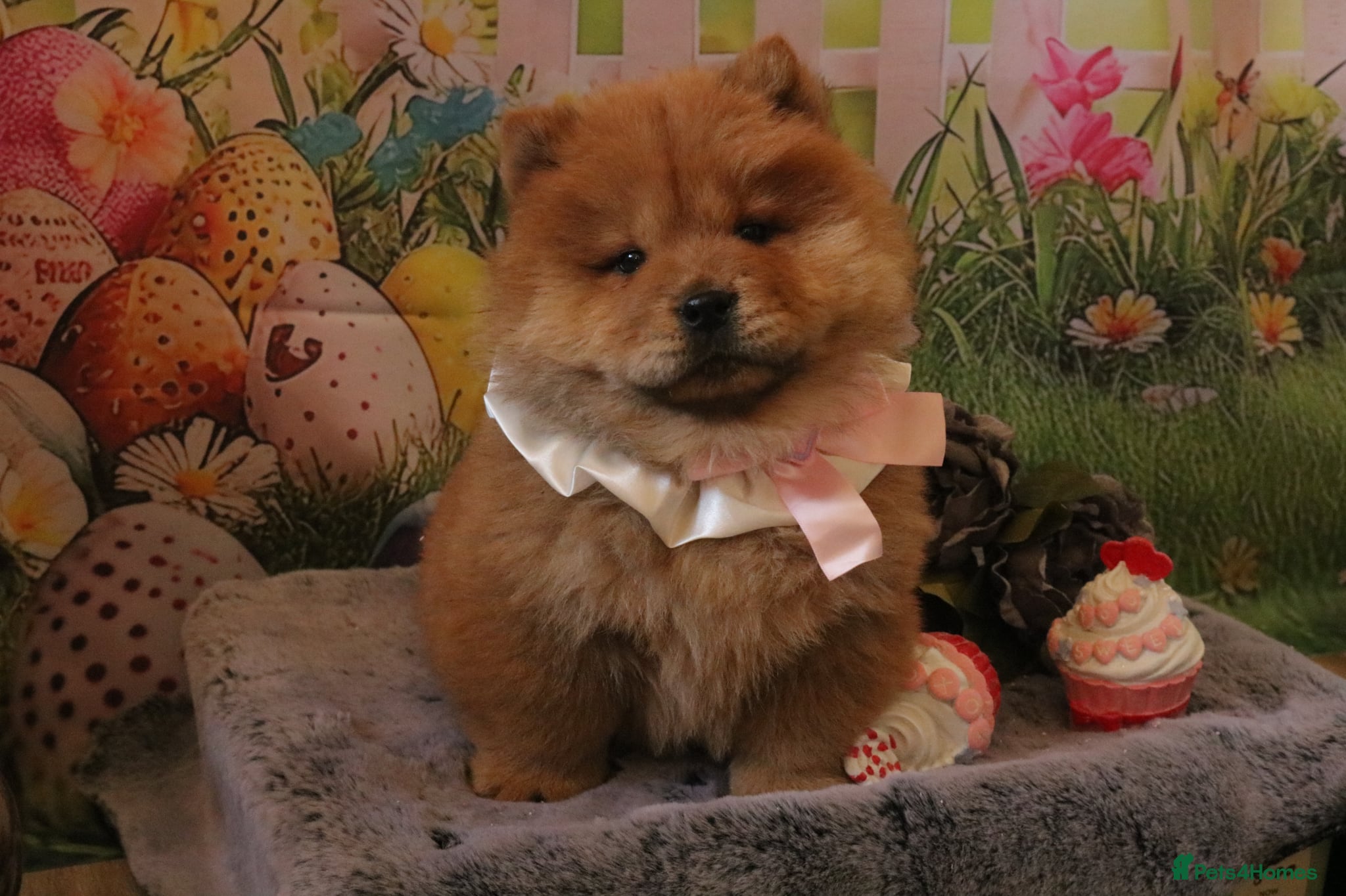 Chow Chow dogs Beautiful Chow girls available now  - Advert 1