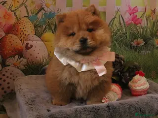 Chow Chow dogs for sale: Beautiful Chow girls available now - Advert 1