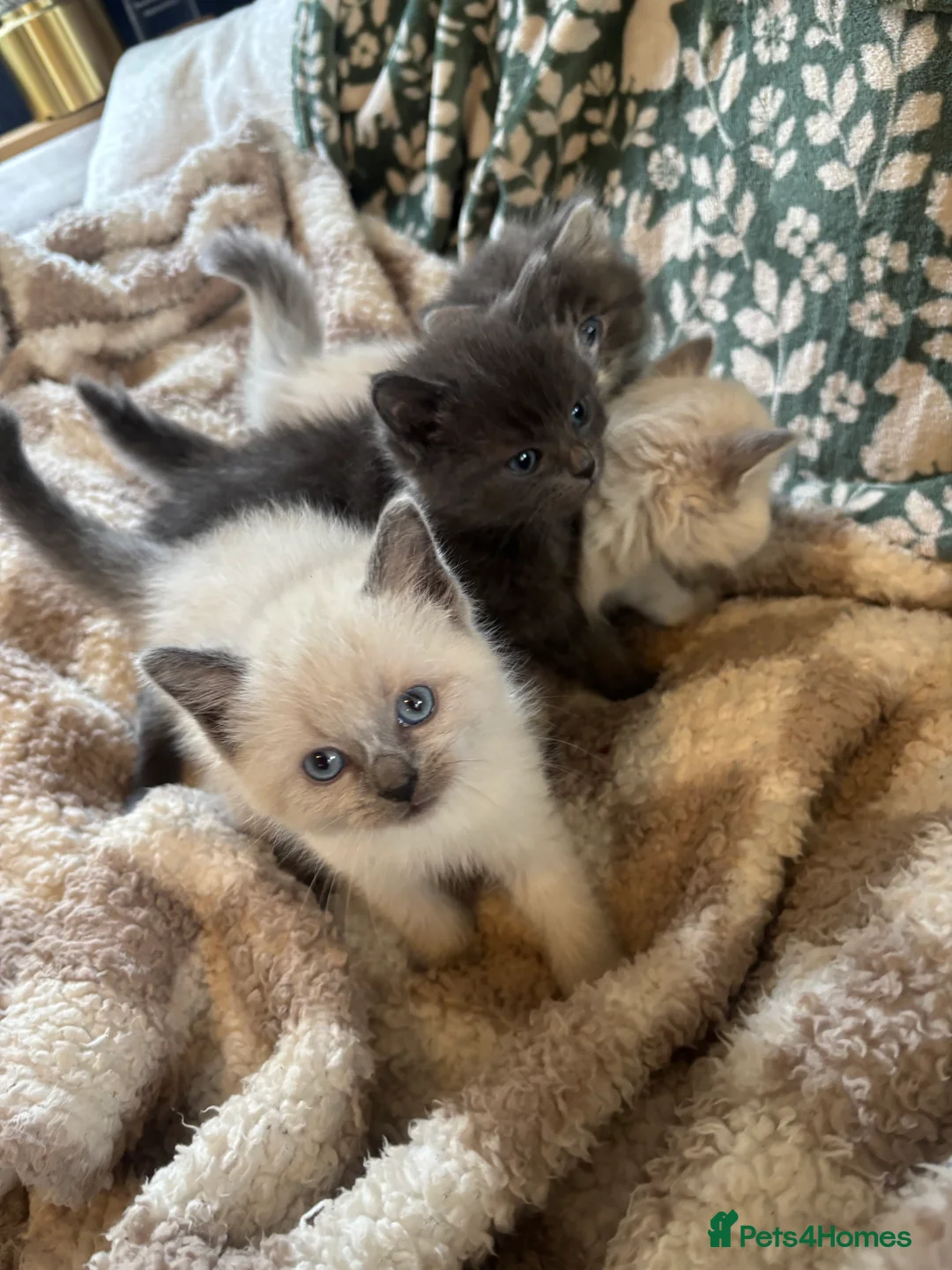 Ragdoll cats for sale: 4 bundles of Ragdoll x joy - Advert 19