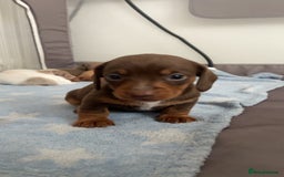 Miniature Dachshund dogs for sale: Dolly mixture dapple/piebald  - Image 14