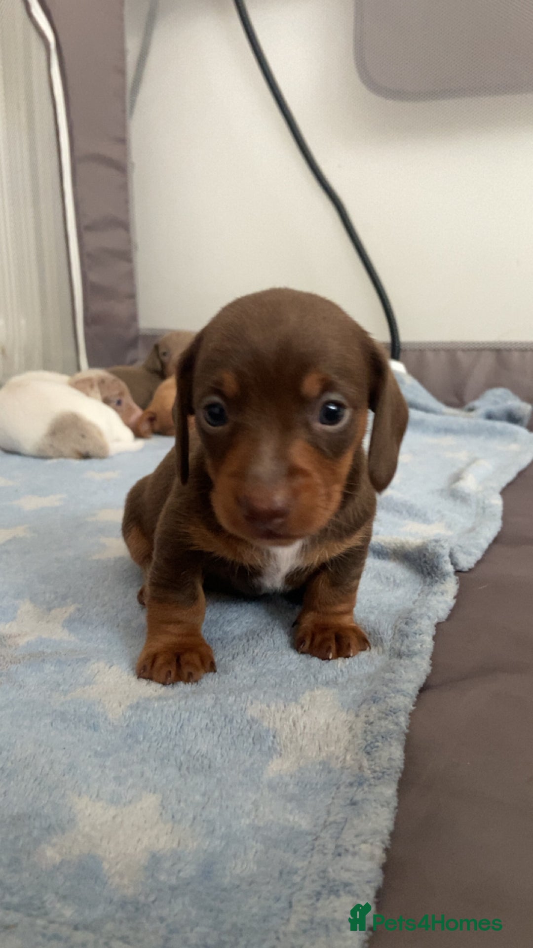 Miniature Dachshund dogs for sale: Dolly mixture dapple/piebald  - Image 14