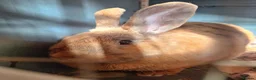 Mixed Breed rabbits for sale: Twinkle - Advert 1
