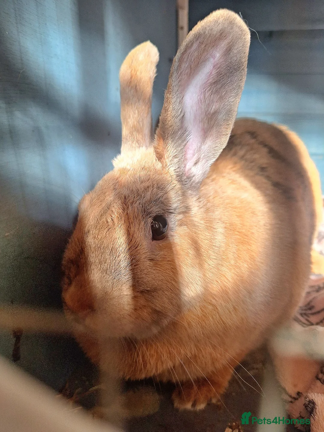 Mixed Breed rabbits for sale: Twinkle - Advert 1