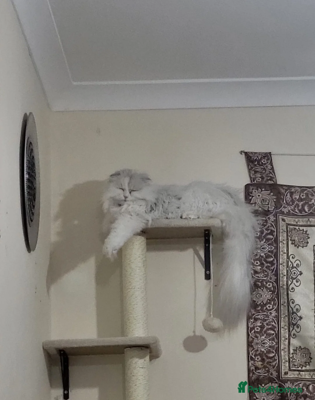 Scottish Fold cats for sale: Adorable Scottish long hair fold - Advert 2