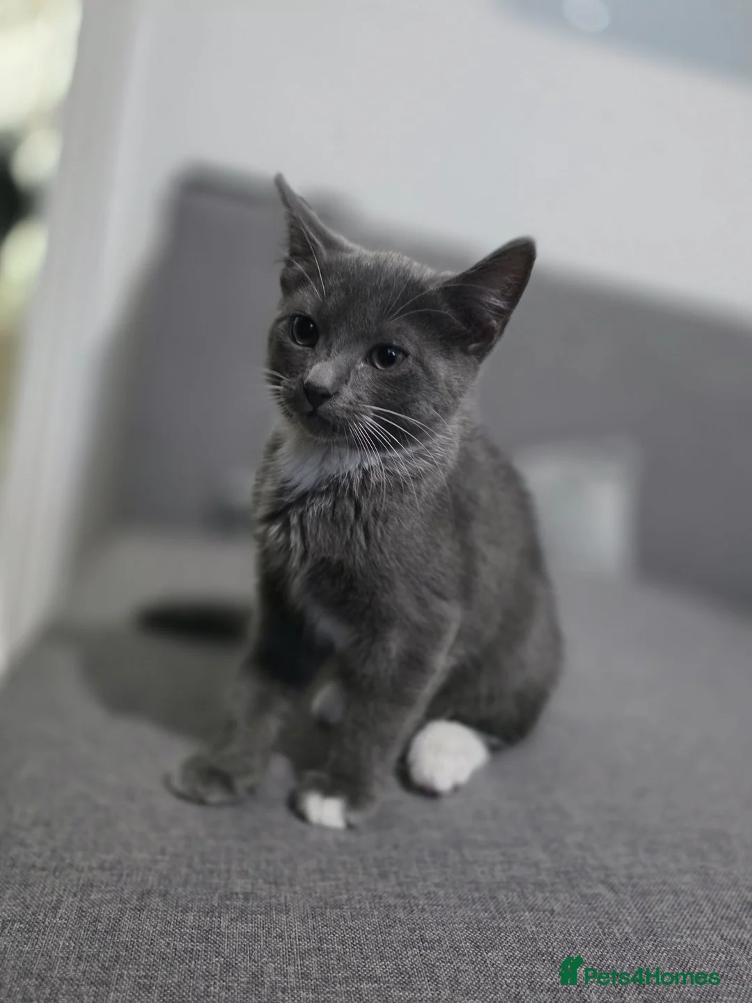 Tibetan cats for sale: Lukas  in Nottingham - Advert 1