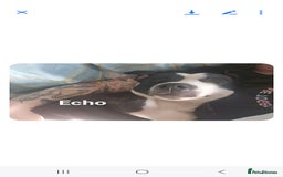 Staffordshire Bull Terrier dogs for sale:  Unique Classic Markings - Image 13