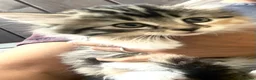 Siberian cats for sale: Gorgeous Part Siberian kittens  - Advert 7