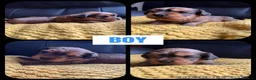 Mixed Breed dogs for sale: 3 Lhasapoo x Yorkshire terrier for sale  - Advert 5