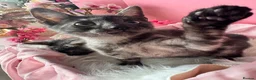 Egyptian Mau cats for sale: TICA Reg Egyptian MAU x Bengal x BSH unique coat in Southampton - Advert 10