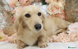 Miniature Dachshund dogs for sale: KC Cream Longhair Miniature Dachshunds - Image 8