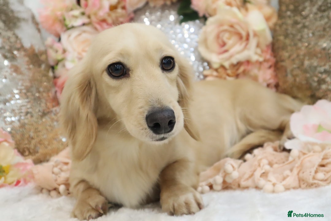 Miniature Dachshund dogs for sale: KC Cream Longhair Miniature Dachshunds - Image 8