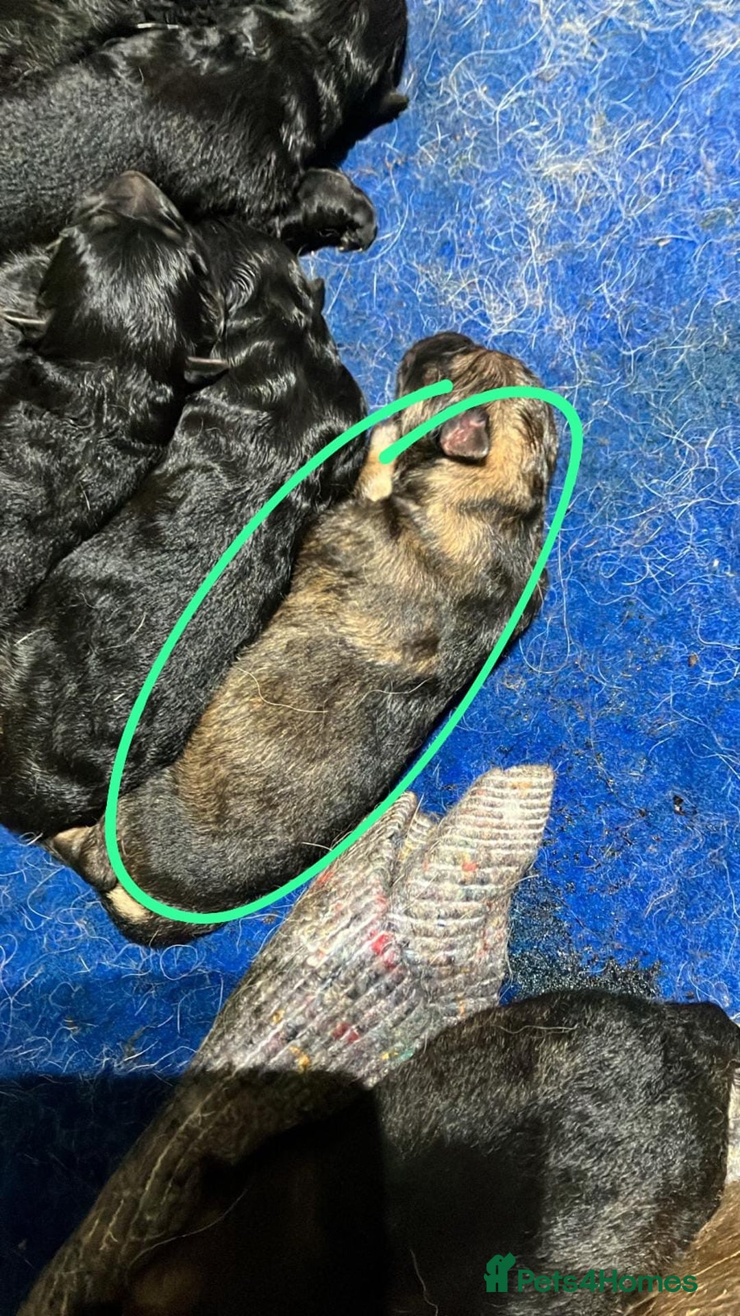 German Shepherd dogs for sale: German shepherd pups from working lines for sale - Image 7