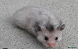 Hamster rodents for sale: Ella it’s looking for a new home  - Advert 1