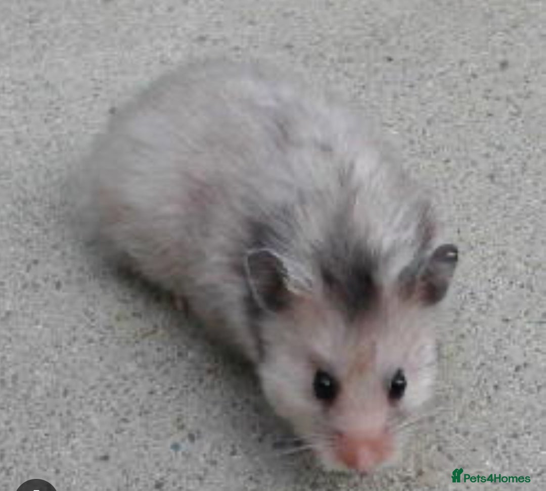 Hamster rodents for sale: Ella it’s looking for a new home  - Advert 1