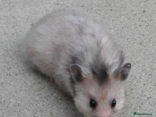 Hamster rodents Ella it’s looking for a new home - Advert 1