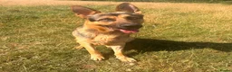 German Shepherd dogs for adoption: Mowgli - German Shepherd for Adoption in Wells - Advert 2