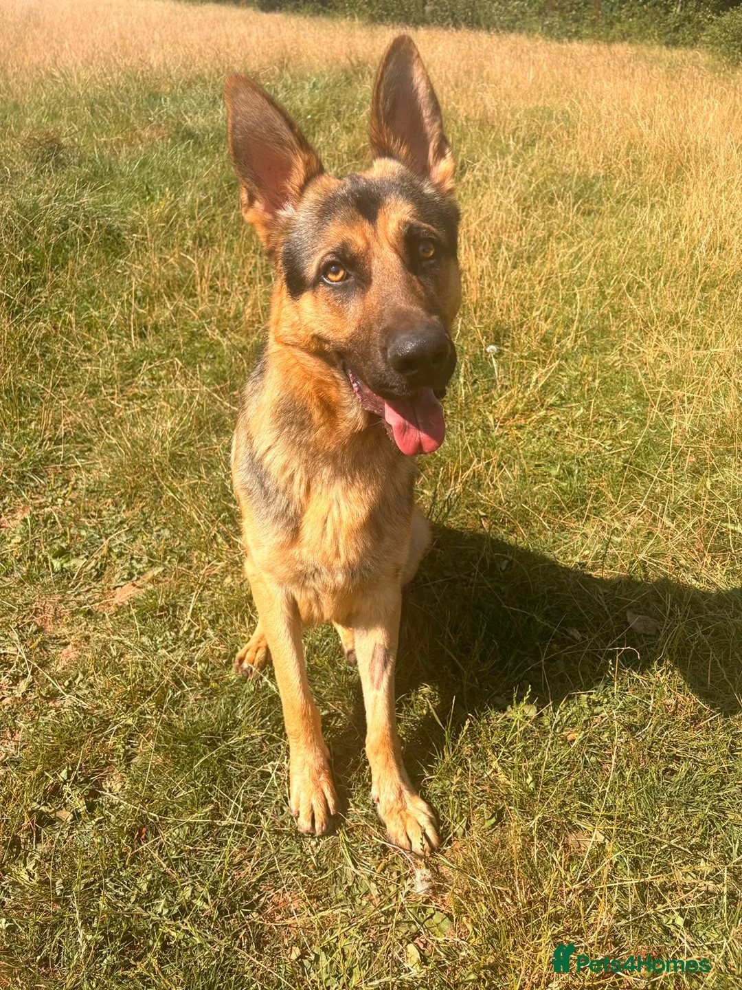 German Shepherd dogs for adoption: Mowgli - German Shepherd for Adoption in Wells - Advert 2