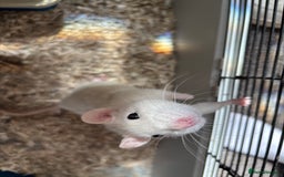 Rat rodents for sale: Female rat and cage for sale  - Image 1
