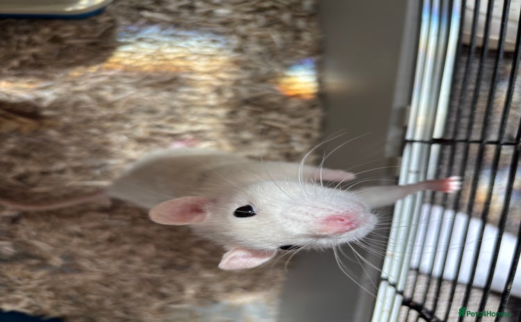 Rat rodents - Advert 1