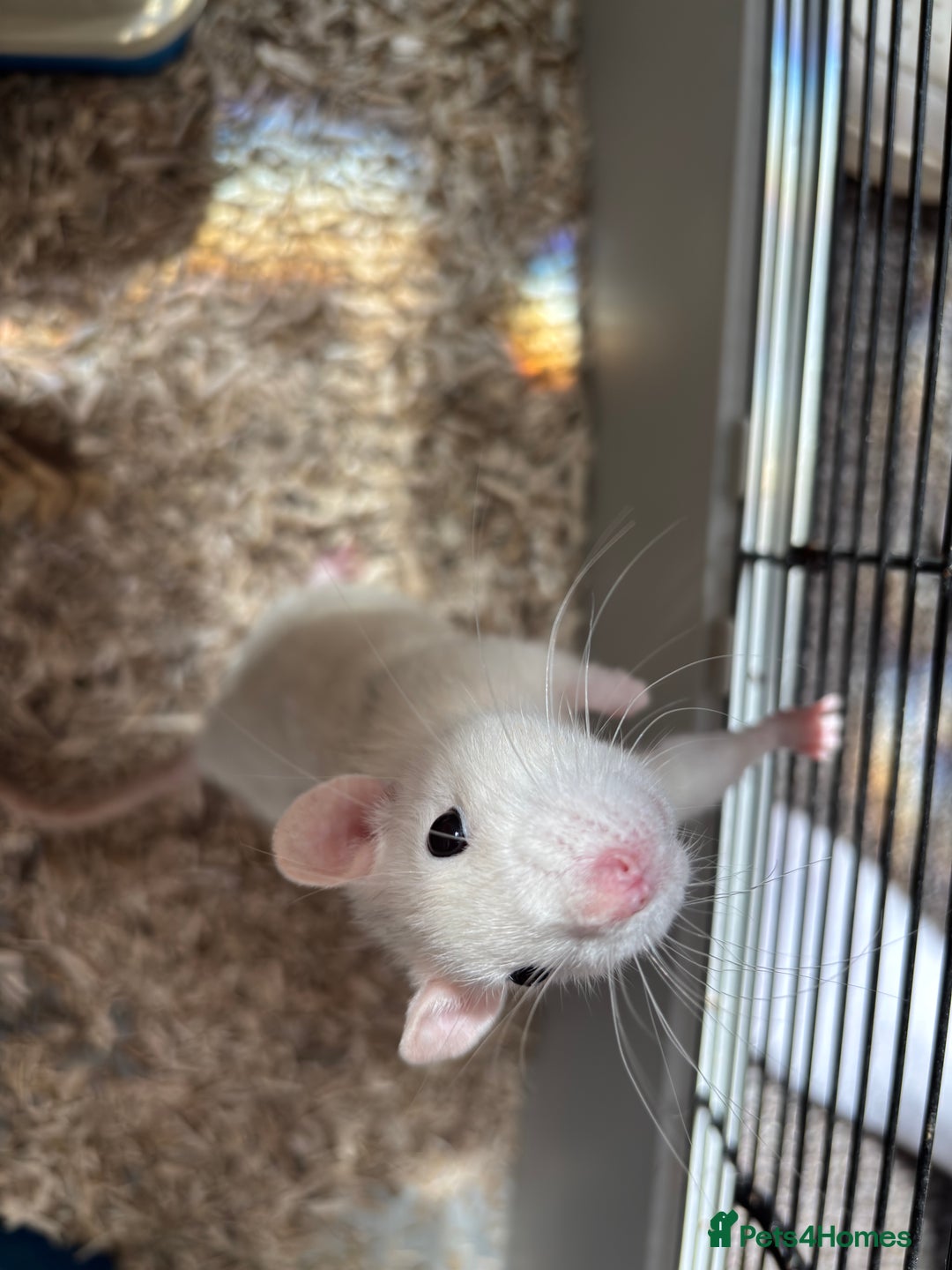 Rat rodents for sale: Female rat and cage for sale  - Image 1