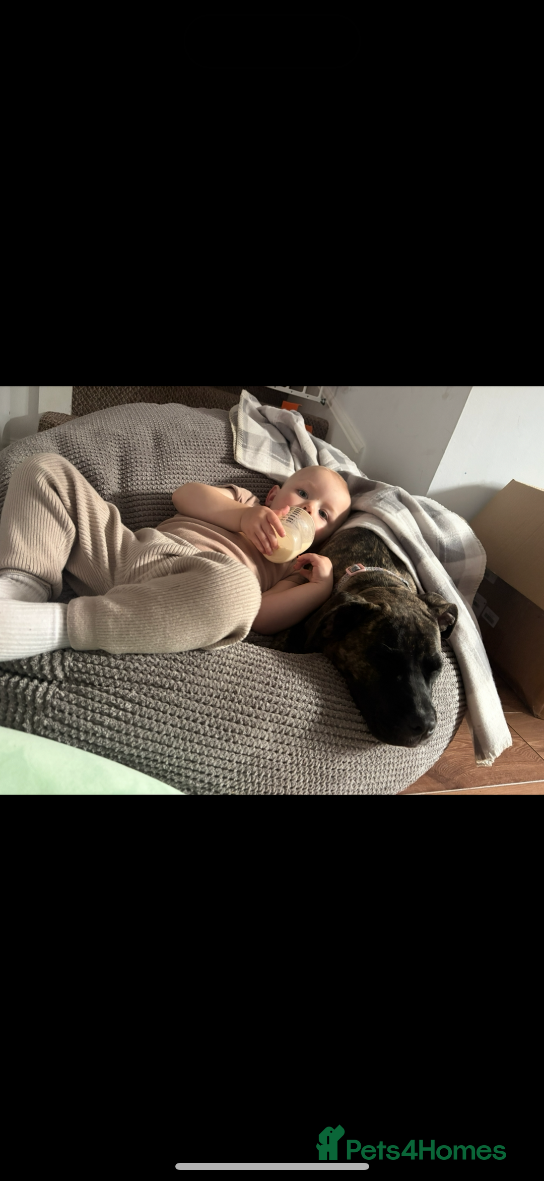 Mixed Breed dogs for sale: This is nova - Advert 7