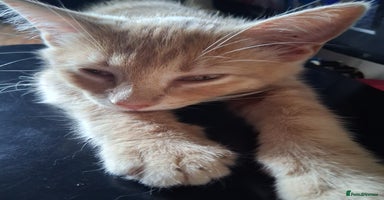 Mixed Breed cats - Advert 3