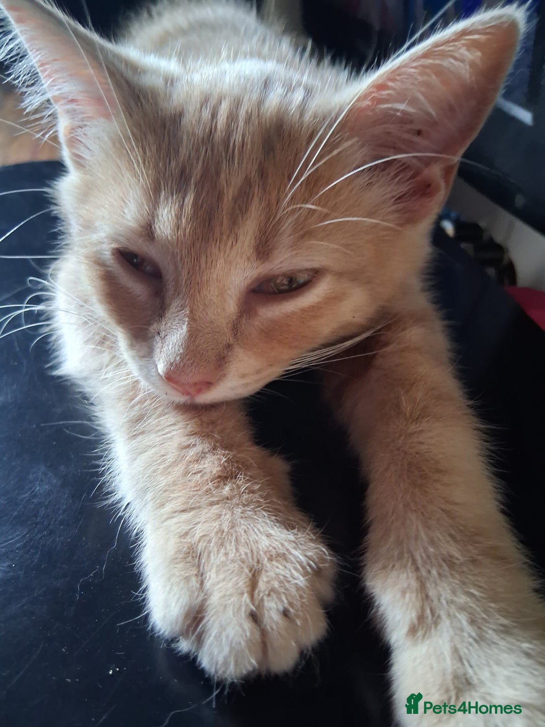 Mixed Breed cats for sale: Charming Cheeky Chunky  Bengal X Kittens. - Image 2