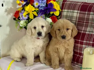 Mini Goldendoodle dogs 9 mini Goldendoodles puppies for sale - Advert 1