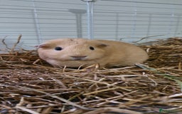 Guinea Pig rodents for sale: 3 Guinea Pigs and full set up - Image 4