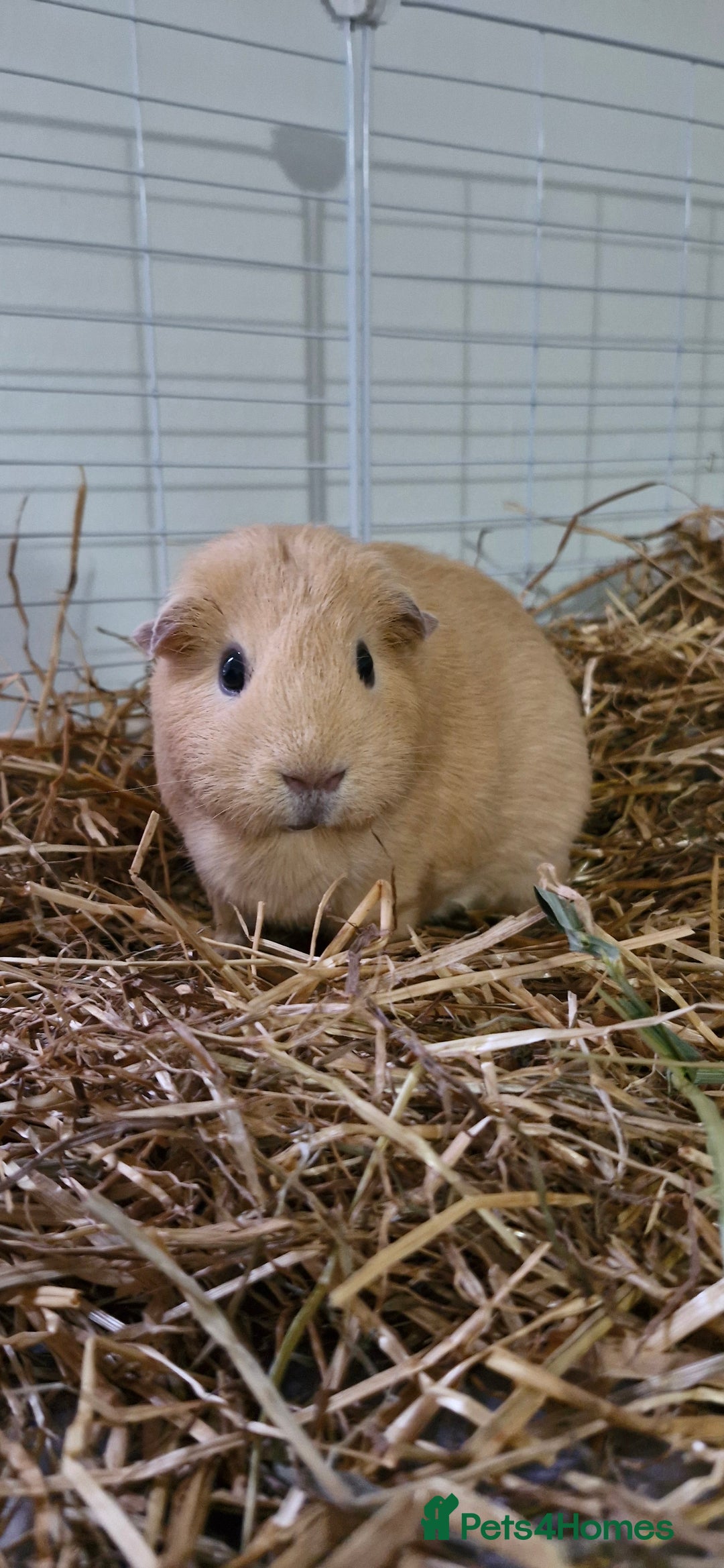 Guinea Pig rodents for sale: 3 Guinea Pigs and full set up - Image 4