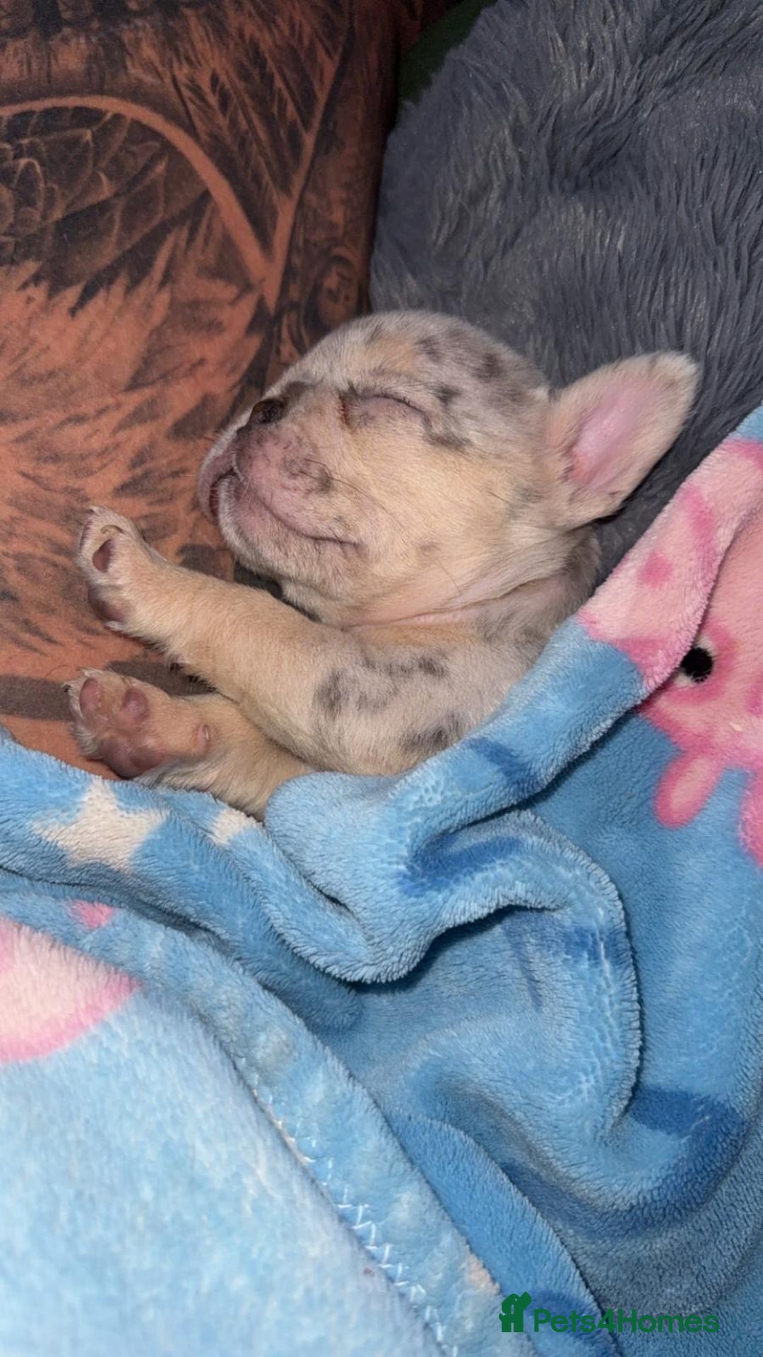 French Bulldog dogs for sale: Fluffy Carrier Girl - Advert 12