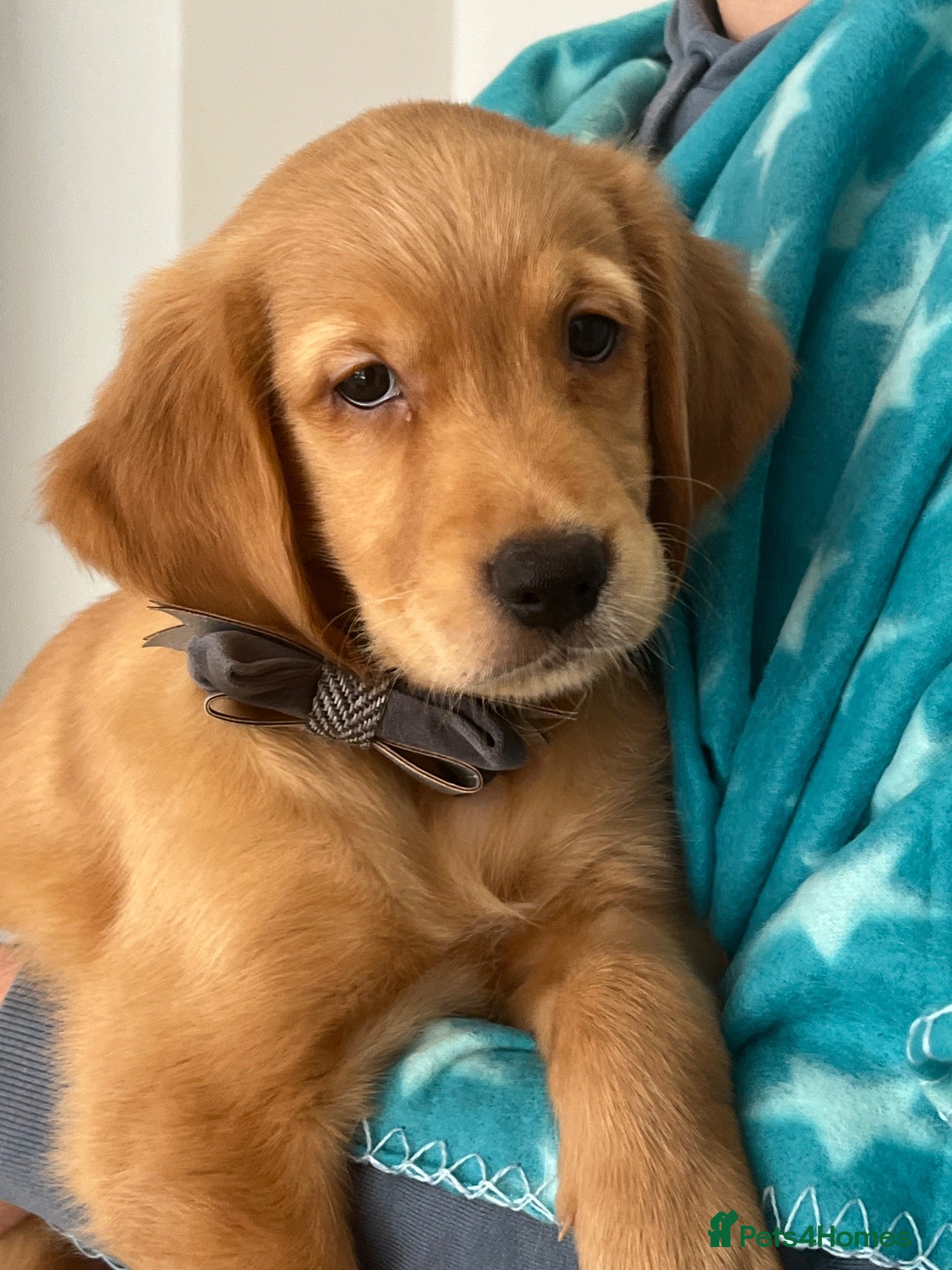 Golden Retriever dogs KC Fox Red Golden Retriever Puppies  - Advert 1