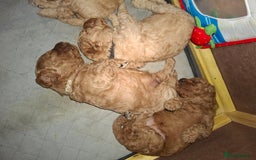 Cavapoo dogs for sale: Amazing Cavapoo's 🐶❤️ - Image 28